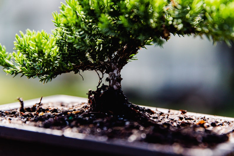 4yr Old Juniper Bonsai Live Tree Gift for Garden Lover Gift for
