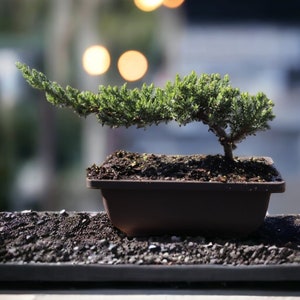 4yr old juniper bonsai live tree gift for garden lover gift for beginner zen garden kit relaxation tree bonsai tree live in pot Bonsai kit