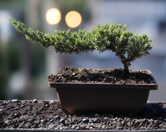 4yr old juniper bonsai live tree gift for garden lover gift for beginner zen garden kit relaxation tree bonsai tree live in pot Bonsai kit