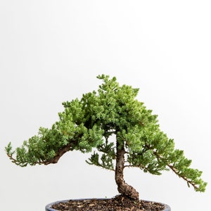Puede incluir: Un peque&ntilde;o &aacute;rbol bons&aacute;i con follaje verde en una maceta de cer&aacute;mica azul. El &aacute;rbol est&aacute; sobre una superficie negra.