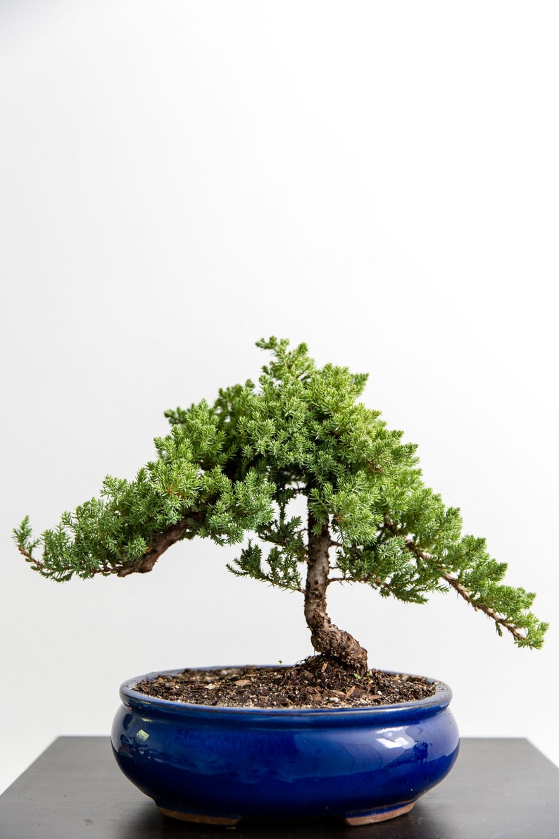 Puede incluir: Un peque&ntilde;o &aacute;rbol bons&aacute;i con follaje verde en una maceta de cer&aacute;mica azul. El &aacute;rbol est&aacute; sobre una superficie negra.