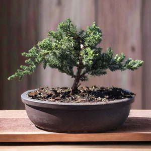 Small Japanese bonsai tree Japandi decor holiday gift for her live tree gift for garden lover indoor decor plant mom gift zen garden decor