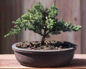 Small Japanese bonsai tree Japandi decor holiday gift for her live tree gift for garden lover indoor decor plant mom gift zen garden decor