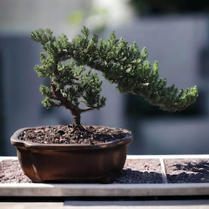 7yrs Japanese Juniper Bonsai Live tree gift Bonsai tree Indoor Plant easy care plant Relaxation gift holiday gift indoor garden decor plant Gold Quince Pot