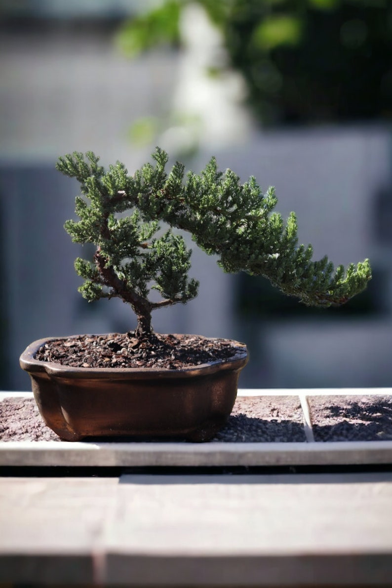 7yrs Japanese Juniper Bonsai Live tree gift Bonsai tree Indoor Plant easy care plant Relaxation gift holiday gift indoor garden decor plant Gold Quince Pot