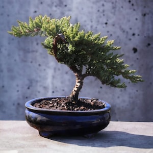 7yrs Japanese Juniper Bonsai Live tree gift Bonsai tree Indoor Plant easy care plant Relaxation gift holiday gift indoor garden decor plant zdjęcie 5