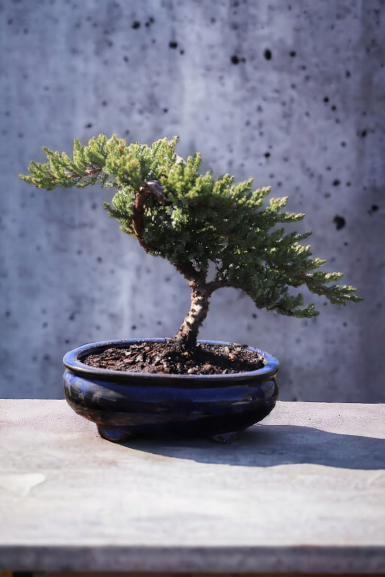 7yrs Japanese Juniper Bonsai Live tree gift Bonsai tree Indoor Plant easy care plant Relaxation gift holiday gift indoor garden decor plant zdjęcie 5