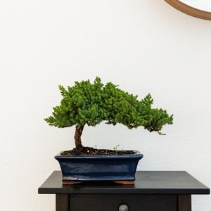18yr Bonsai Tree Gift in Blue Ceramic Pot Holiday Gift Year end Gift Live tree Gift for Plant lover Japandi Tree Bonsai Lover Christmas Gift