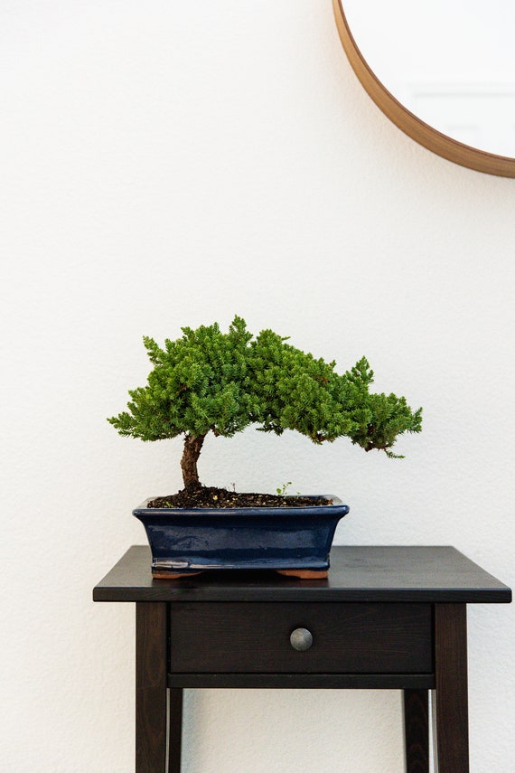18yr Bonsai Tree Gift in Blue Ceramic Pot Holiday Gift Year end Gift Live tree Gift for Plant lover Japandi Tree Bonsai Lover Christmas Gift
