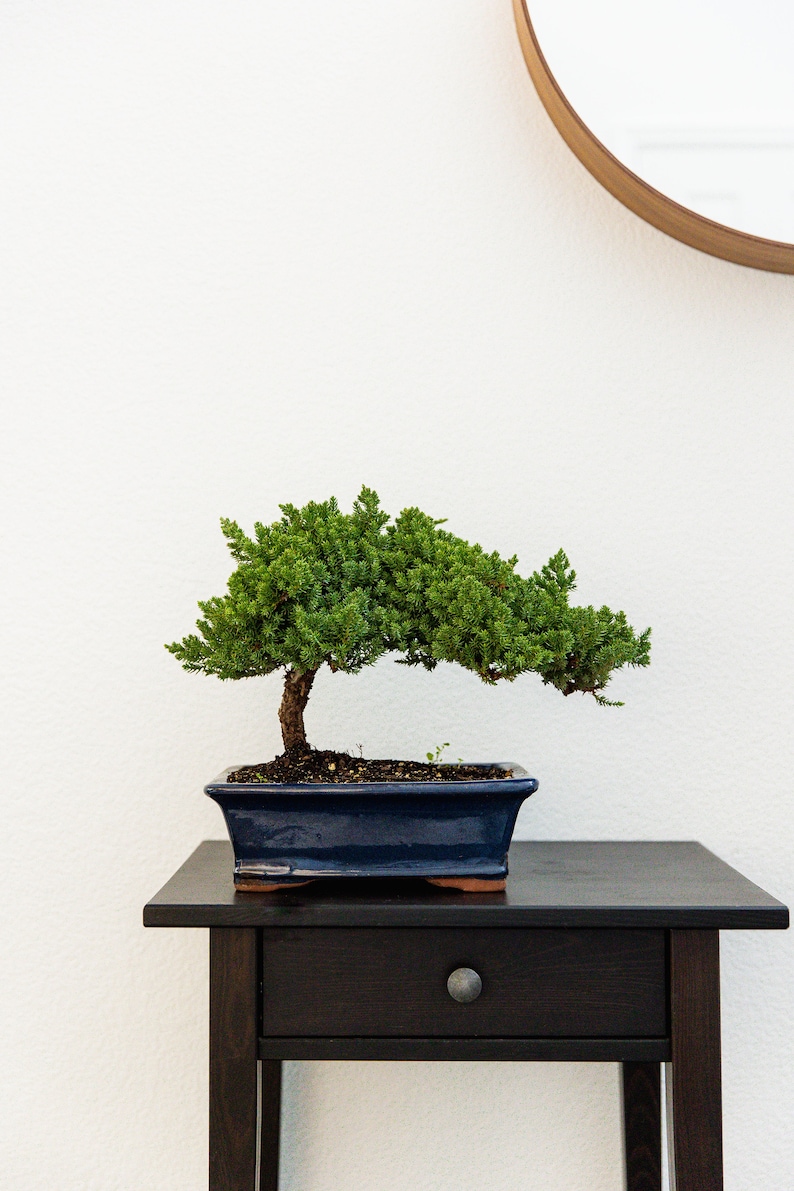 Puede incluir: Un peque&ntilde;o &aacute;rbol bons&aacute;i con follaje verde en una maceta de cer&aacute;mica azul oscuro se encuentra sobre una mesa de madera negra con un caj&oacute;n. La mesa est&aacute; frente a una pared blanca.