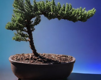 Holiday gift for her Medium size bonsai tree gift  Zen garden kit for garden lover Indoor plant decor Juniper bonsai gift for relaxation(6)
