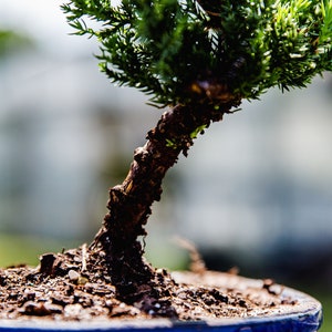 7yrs Japanese Juniper Bonsai Live tree gift Bonsai tree Indoor Plant easy care plant Relaxation gift holiday gift indoor garden decor plant image 2