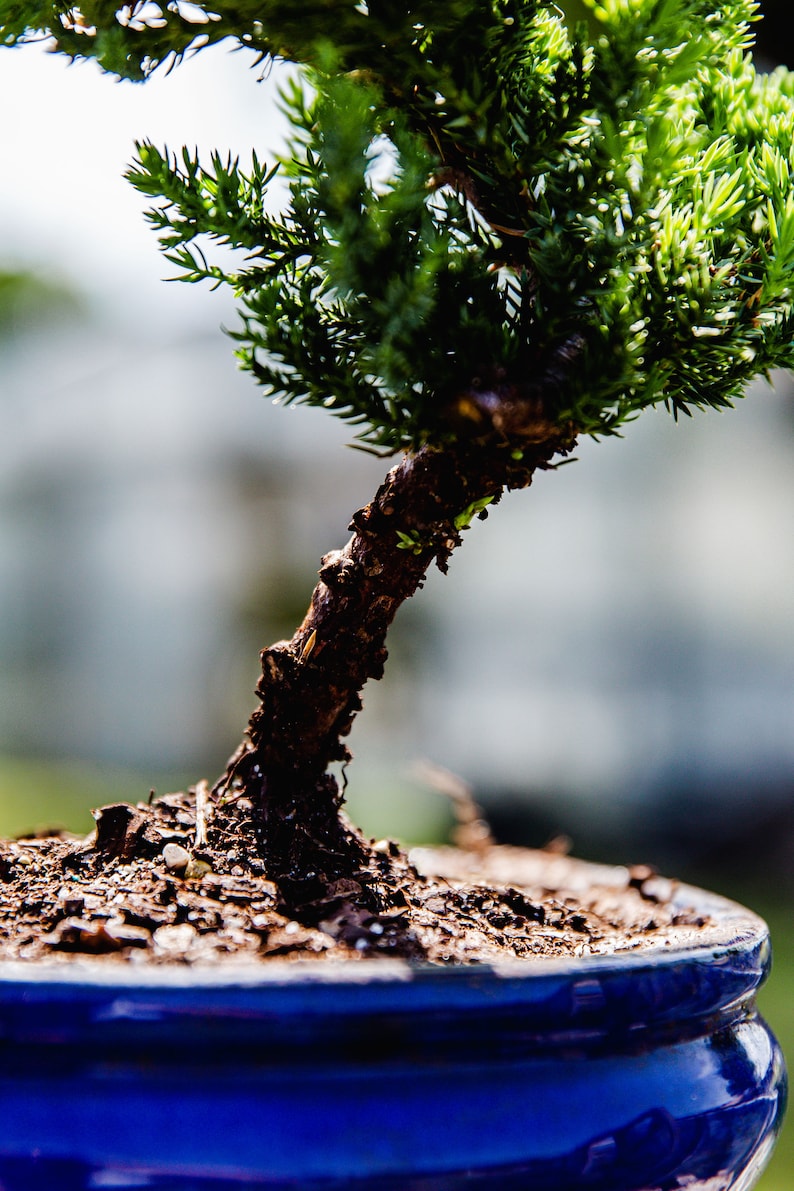 7yrs Japanese Juniper Bonsai Live tree gift Bonsai tree Indoor Plant easy care plant Relaxation gift holiday gift indoor garden decor plant zdjęcie 2