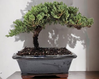 7yr Med size bonsai tree housewarming gift for garden lover live tree gift holiday gift feng shui tree indoor plant outdoor plant gift mom