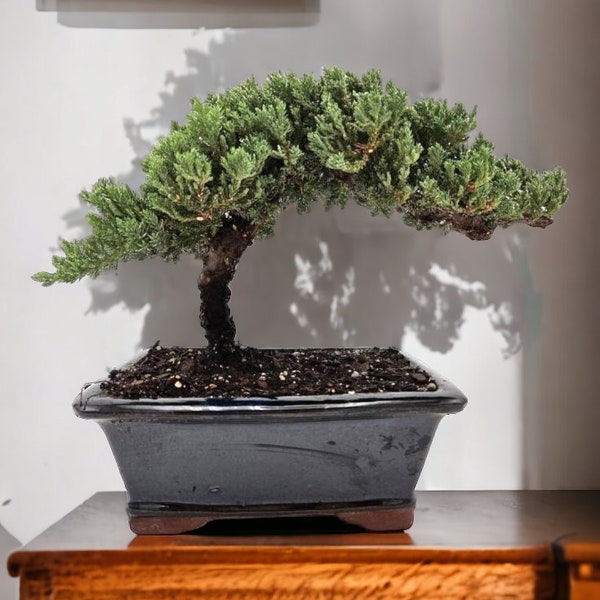 7yr Med size bonsai tree housewarming gift for garden lover live tree gift holiday gift feng shui tree indoor plant outdoor plant gift mom