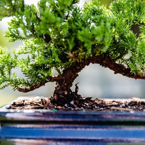 10yrs Juniper Bonsai Live tree Bonsai tree indoor plant outdoor plant gardener gift mothers day gift new home decor plant office decor plant image 2