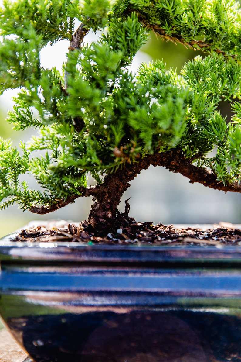 10yrs Juniper Bonsai Live tree Bonsai tree indoor plant outdoor plant gardener gift mothers day gift new home decor plant office decor plant image 2