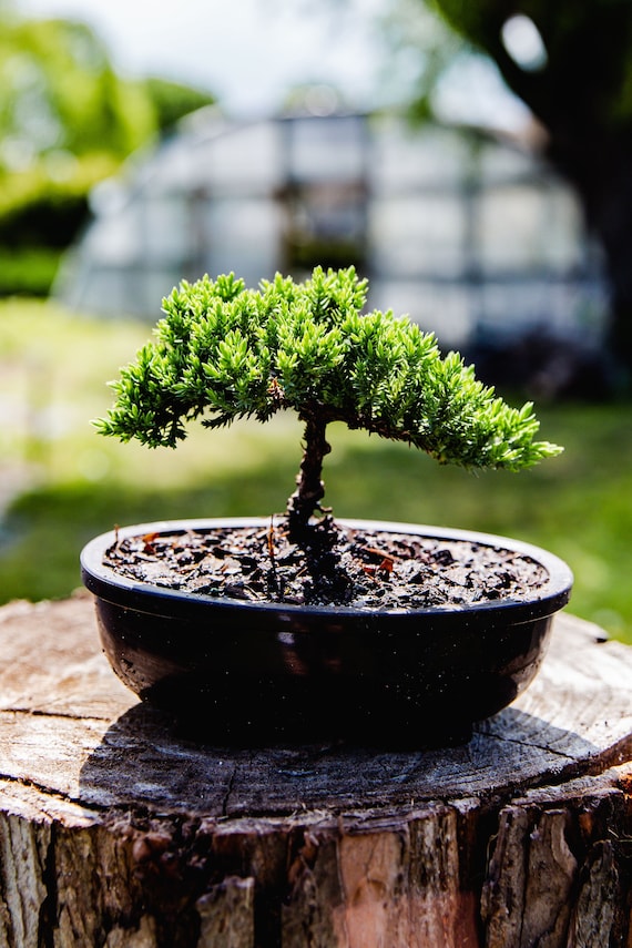 6yrs Japanese Juniper Bonsai Tree Live Bonsai Tree Gardening Gift Home  Decor Plant Office Decor Plant Mothersday Gift Relaxation Plant Gift - Etsy