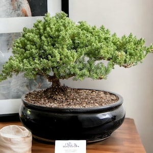 18yr Bonsai Tree Gift in BLK Ceramic Pot Holiday Gift Year End Garden Decor Gift Live tree Gift for Home decor Bonsai Lover Christmas Gift