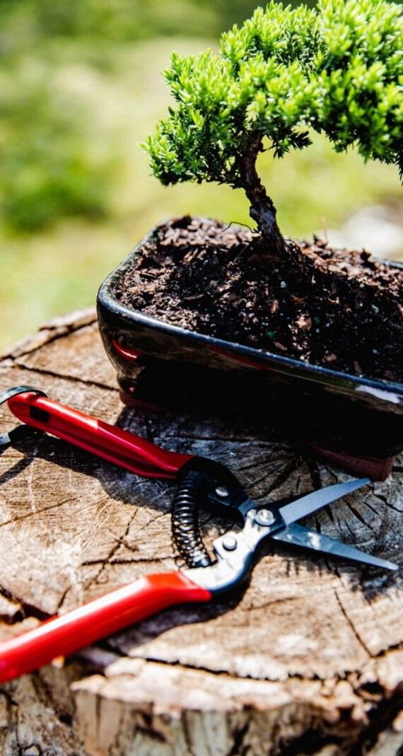 Pianta a forbice di prugna bonsai Taglio di piante a forbice da