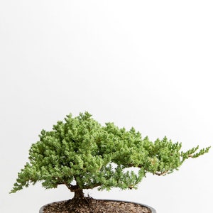 Puede incluir: Un peque&ntilde;o bons&aacute;i de enebro verde en una maceta de cer&aacute;mica negra. El &aacute;rbol est&aacute; sobre una superficie negra.