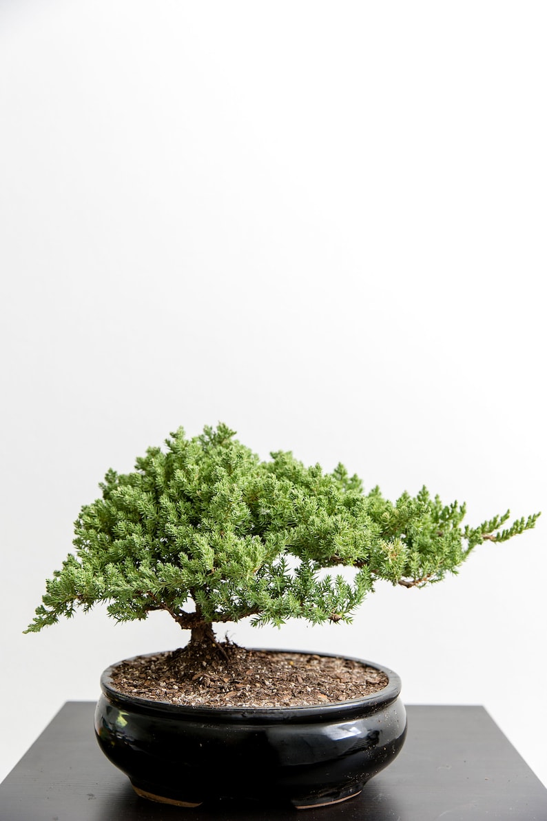 Puede incluir: Un peque&ntilde;o bons&aacute;i de enebro verde en una maceta de cer&aacute;mica negra. El &aacute;rbol est&aacute; sobre una superficie negra.