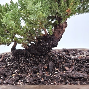 New home gift bonsai live tree in gold ceramic pot Thanksgiving gift holiday gift for mom Gift for Garden vibe Indoor live tree gift for dad