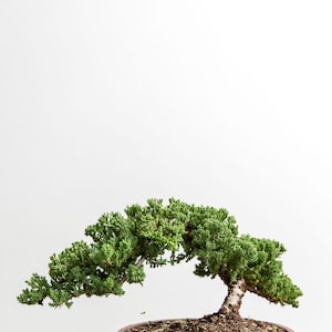 Puede incluir: Un peque&ntilde;o &aacute;rbol bons&aacute;i verde con un tronco grueso y ramas que crecen en una maceta de cer&aacute;mica marr&oacute;n. El &aacute;rbol est&aacute; sobre una superficie negra contra un fondo blanco.