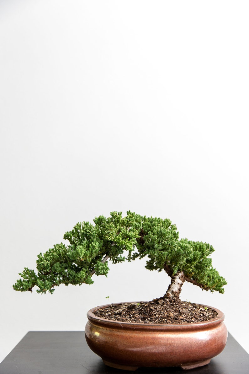 Puede incluir: Un peque&ntilde;o &aacute;rbol bons&aacute;i verde con un tronco grueso y ramas que crecen en una maceta de cer&aacute;mica marr&oacute;n. El &aacute;rbol est&aacute; sobre una superficie negra contra un fondo blanco.