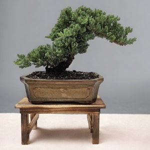 10yrs Juniper Bonsai Live tree Bonsai tree indoor plant outdoor plant gardener gift mothers day gift new home decor plant office decor plant Gold Quince Ceramic