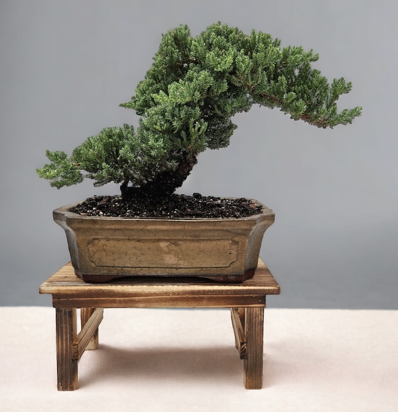 10yrs Juniper Bonsai Live tree Bonsai tree indoor plant outdoor plant gardener gift mothers day gift new home decor plant office decor plant Gold Quince Ceramic