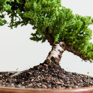 18yr Old Bonsai tree Holiday Gift Year end Gift Live tree Gift for Plant lover Christmas Gift for Home decor New year Family Gift Plant gift
