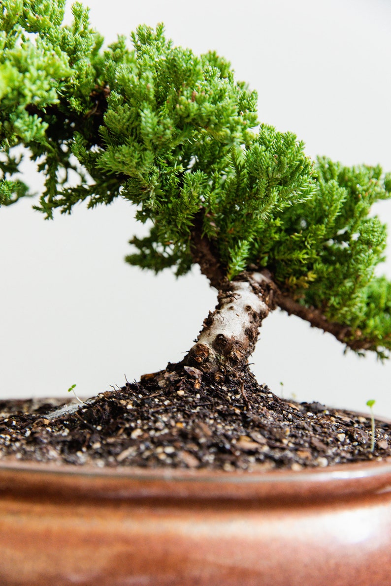 Puede incluir: Un peque&ntilde;o &aacute;rbol bons&aacute;i con follaje verde y un tronco marr&oacute;n en una maceta de cer&aacute;mica marr&oacute;n. El &aacute;rbol est&aacute; creciendo en un lecho de tierra marr&oacute;n oscuro.