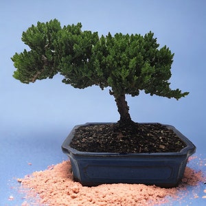 10yrs Juniper Bonsai Live tree Bonsai tree indoor plant outdoor plant gardener gift mothers day gift new home decor plant office decor plant Dark Blue Ceramic