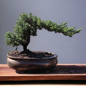 7yrs Japanese Juniper Bonsai Live tree gift Bonsai tree Indoor Plant easy care plant Relaxation gift holiday gift indoor garden decor plant Gold Oval Pot