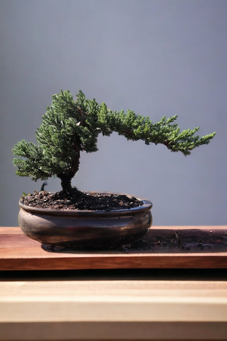 7yrs Japanese Juniper Bonsai Live tree gift Bonsai tree Indoor Plant easy care plant Relaxation gift holiday gift indoor garden decor plant Gold Oval Pot