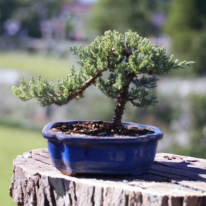 7yrs Japanese Juniper Bonsai Live tree gift Bonsai tree Indoor Plant easy care plant Relaxation gift holiday gift indoor garden decor plant Blue Quince Pot