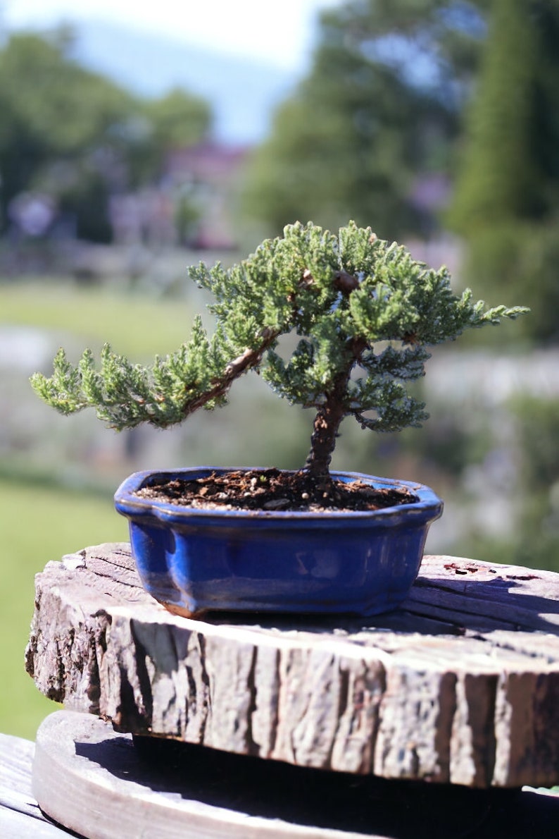 7yrs Japanese Juniper Bonsai Live tree gift Bonsai tree Indoor Plant easy care plant Relaxation gift holiday gift indoor garden decor plant Blue Quince Pot