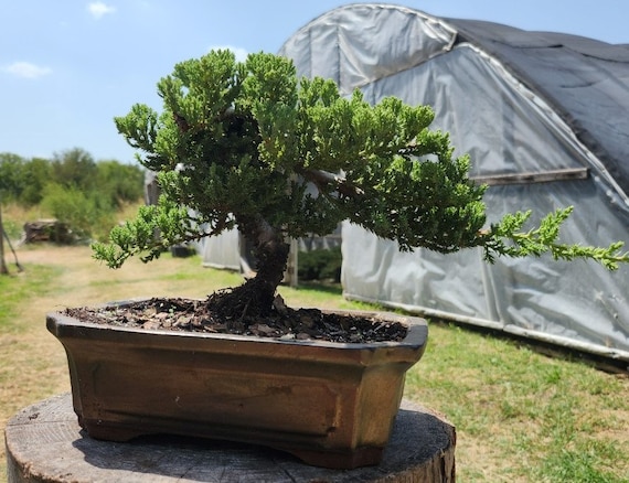 Bonsai Tree Live in Pot Indoor Plant Bonsai Pot Ceramic