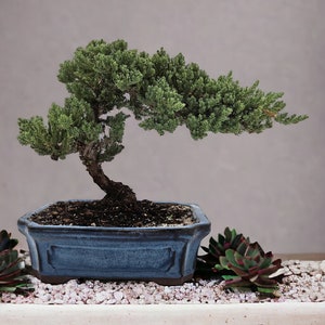 Housewarming live tree gift in Blue ceramic pot Thanksgiving gift holiday gift for mom Gift for Gardener Office decor gift for professional