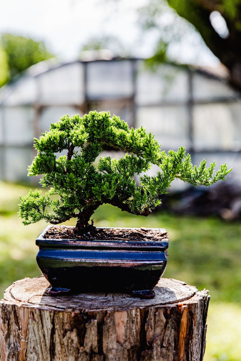 10yrs Juniper Bonsai Live tree Bonsai tree indoor plant outdoor plant gardener gift mothers day gift new home decor plant office decor plant image 1