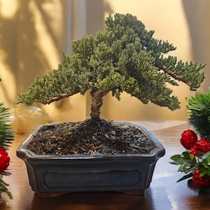 10yrs Juniper Bonsai Live tree gift for Christmas family reunion gift year-end family gift unique gift for garden lovers Holiday tree gift