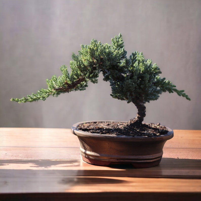 10yrs Juniper Bonsai Live tree Bonsai tree indoor plant outdoor plant gardener gift mothers day gift new home decor plant office decor plant Gold Oval Ceramic