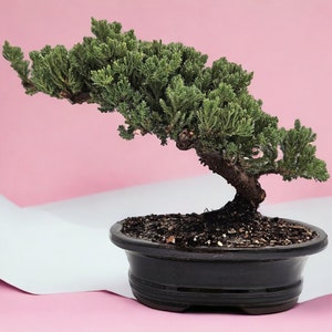 10yrs Juniper Bonsai Live tree Bonsai tree indoor plant outdoor plant gardener gift mothers day gift new home decor plant office decor plant Black Oval Ceramic