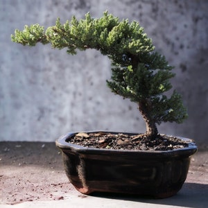 7yrs Japanese Juniper Bonsai Live tree gift Bonsai tree Indoor Plant easy care plant Relaxation gift holiday gift indoor garden decor plant Black Quince Pot