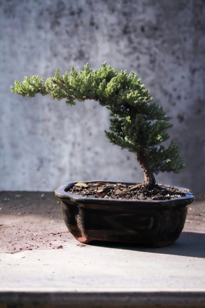 7yrs Japanese Juniper Bonsai Live tree gift Bonsai tree Indoor Plant easy care plant Relaxation gift holiday gift indoor garden decor plant Black Quince Pot