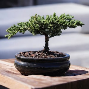 5yr Juniper bonsai tree holiday gift Live Bonsai gift Handmade tree indoor home decor outdoor garden decor live tree gift for garden lover
