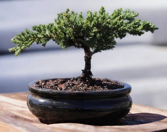5yr Juniper bonsai tree holiday gift Live Bonsai gift Handmade tree indoor home decor outdoor garden decor live tree gift for garden lover