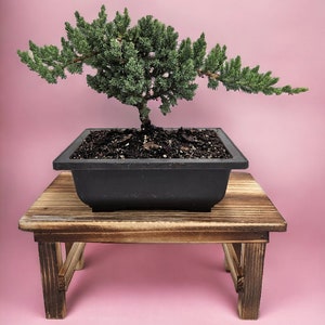 Live Bonsai Gift for Gardener Thanksgiving Gift for family Beginner friendly Bonsai for Plant lover Indoor Home Decor Gift Tree for Nursery