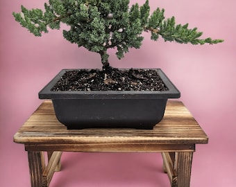 Live Bonsai Gift for Gardener Thanksgiving Gift for family Beginner friendly Bonsai for Plant lover Indoor Home Decor Gift Tree for Nursery